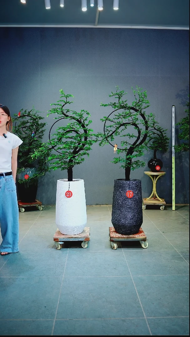 当前无花朵，栽培后可花朵熙**植1