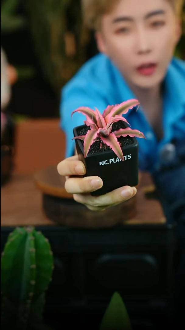 无花朵小凤梨（福利