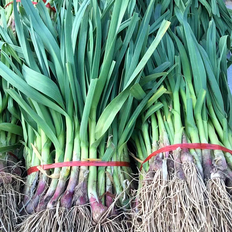 2025山东红根蒜苗现挖现发农家自种应季蔬菜