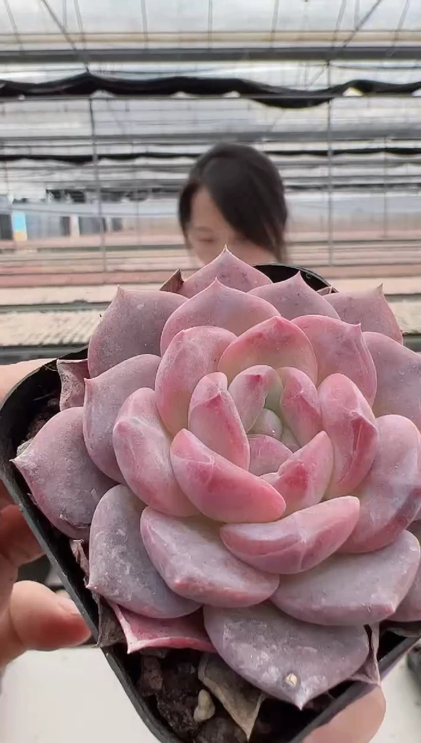 【闪购商品】红韵多肉-3