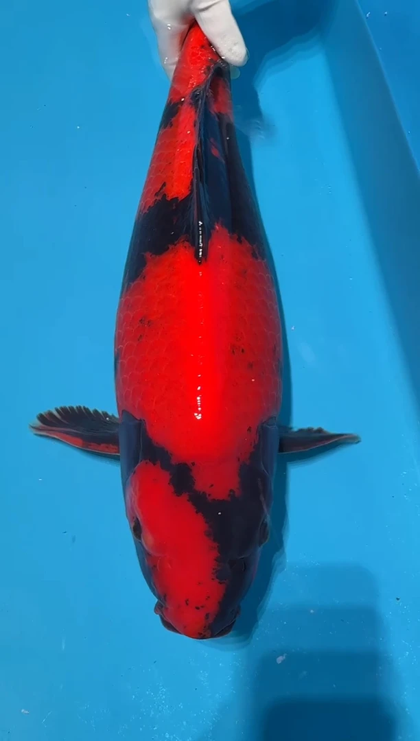 锦鲤杨*绯写62cm