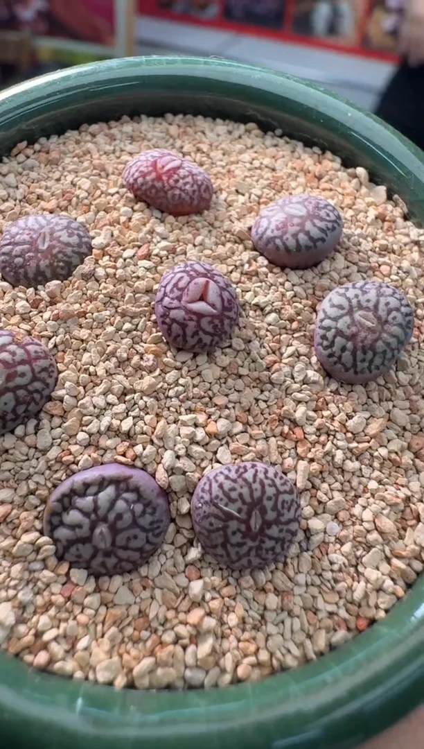 【闪购商品】4-2墨一颗