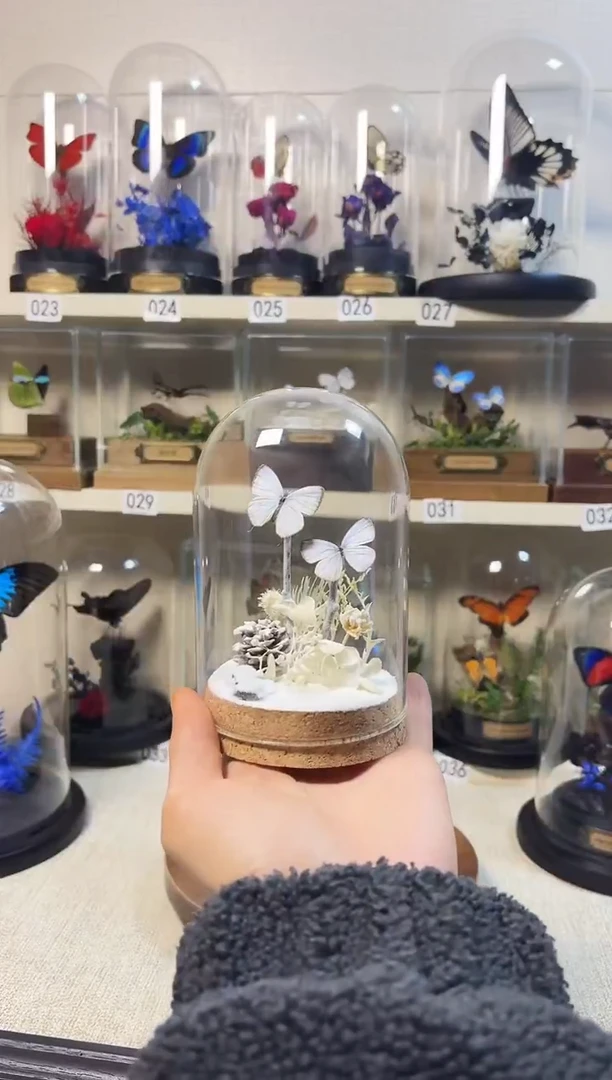 ?**?大自然真实的蝴蝶标本