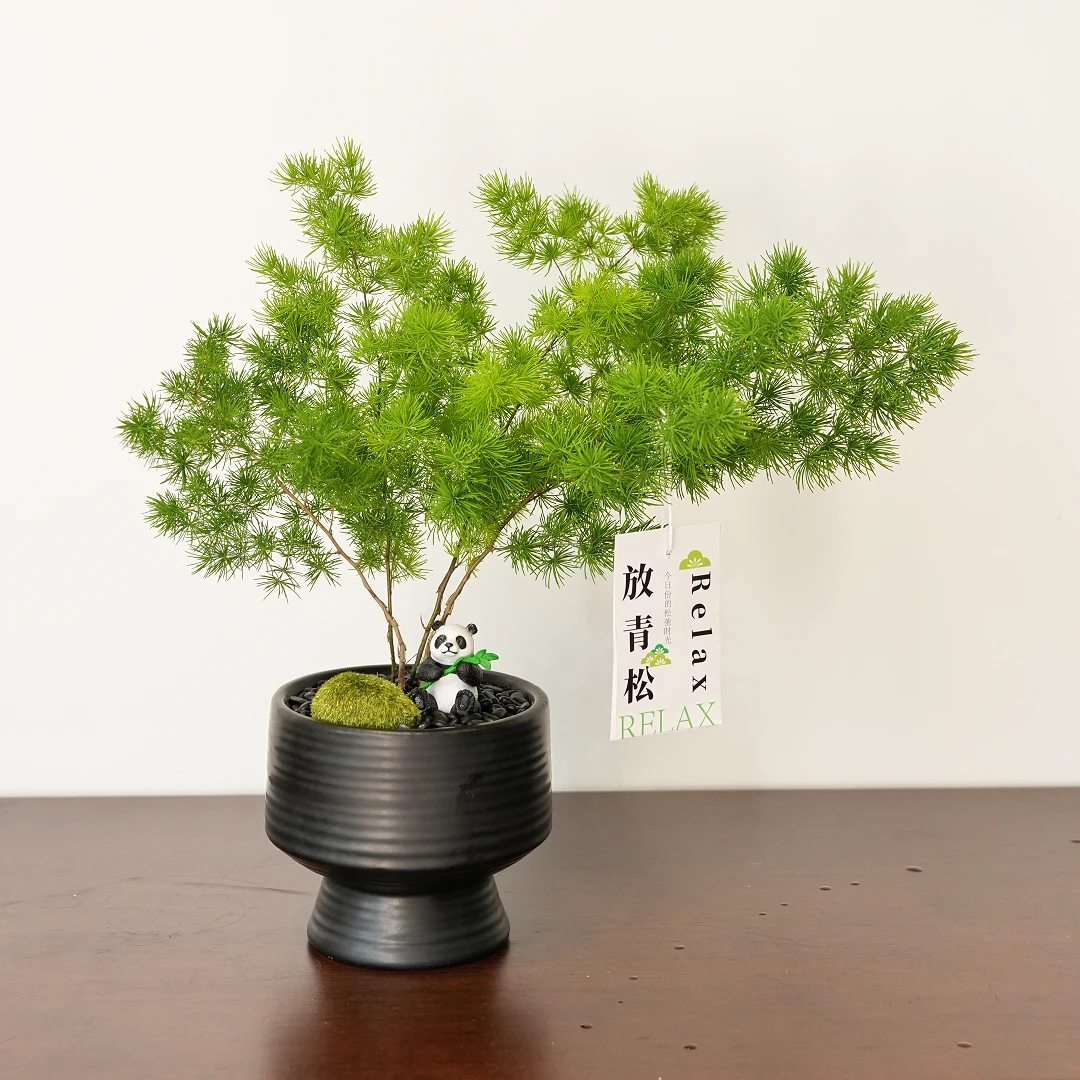 蓬莱松放青松室内办公室好养绿植绿植可爱风