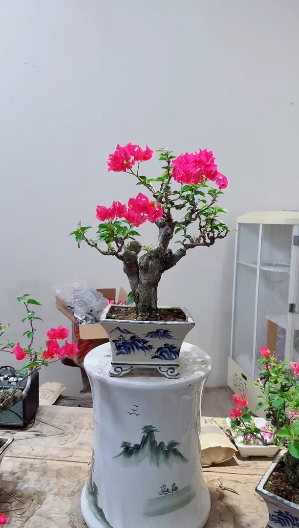 无花朵花*客三角梅同安红