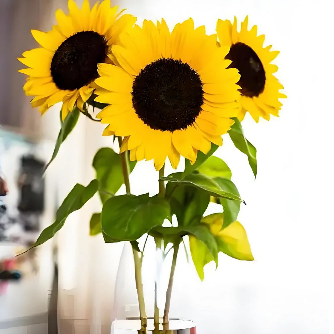 （向日葵）一举夺魁  让您的家中时时刻刻充满阳光的欢乐  顺丰包邮