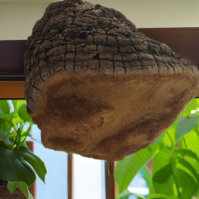 李总东南亚好货（桑黄）直播间非香菇类