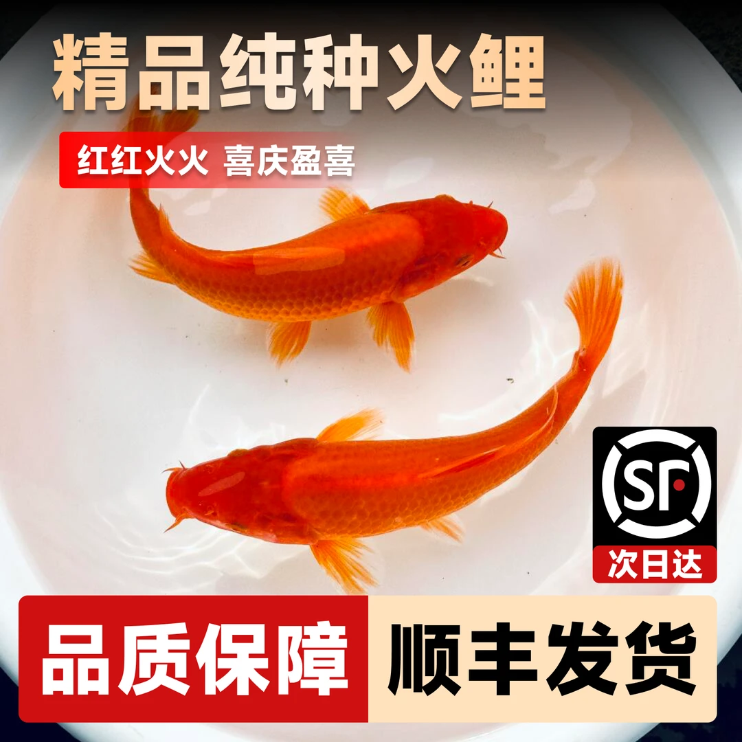 锦鲤活鱼纯红色火红火鲤闪麟火鲤鱼冷水观赏鱼红白三色纯种发财鱼