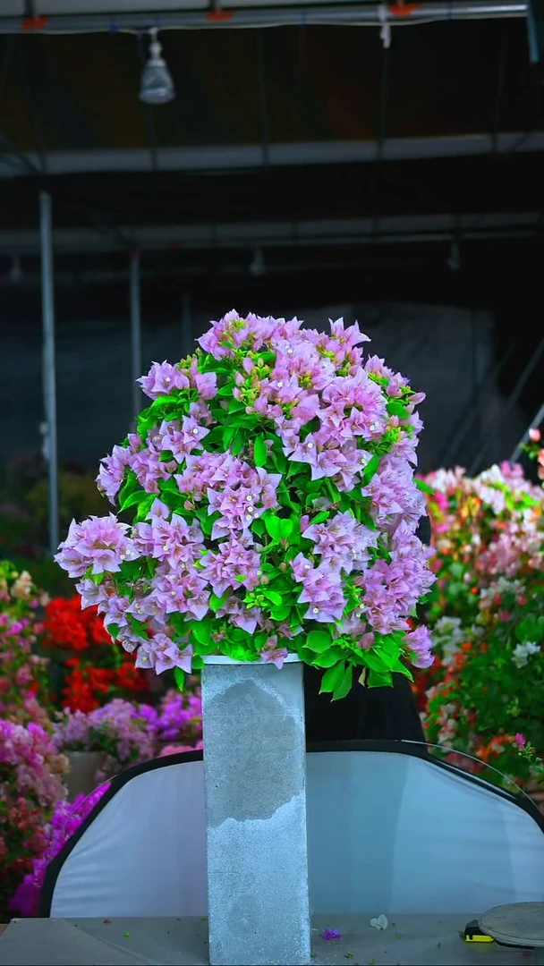 大部分开放少量花苞粉天使