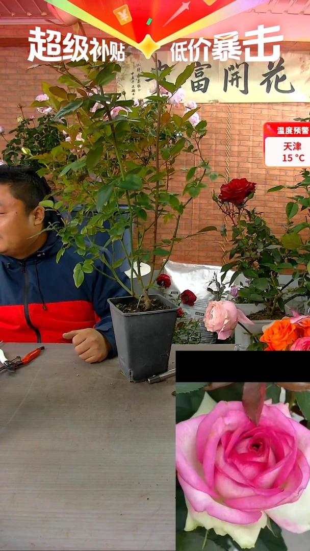 当前无花朵，栽培后可花朵妆点