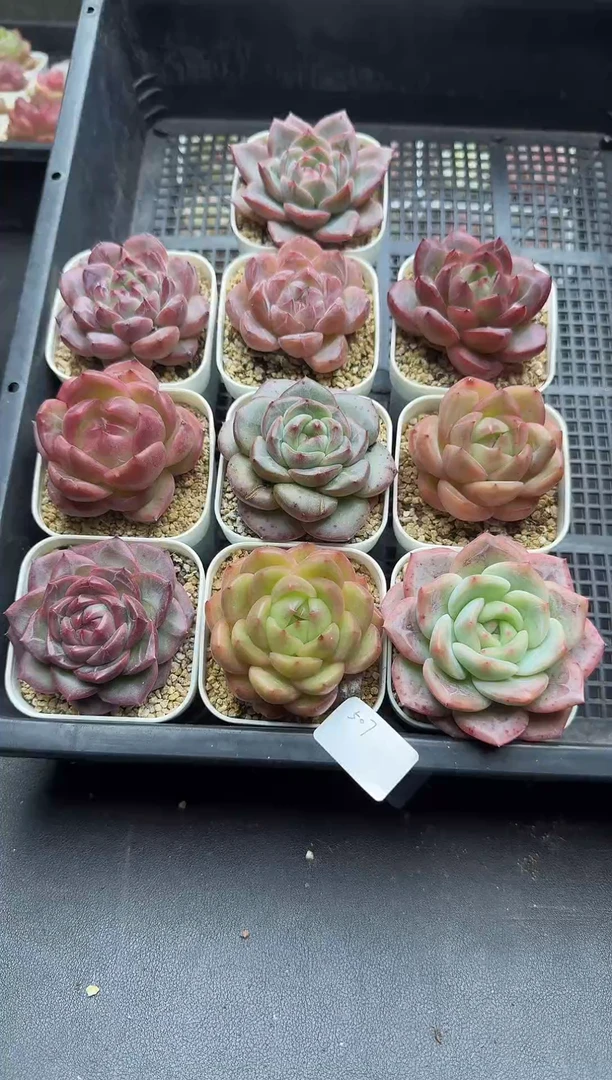 珍妮杂交多肉A507