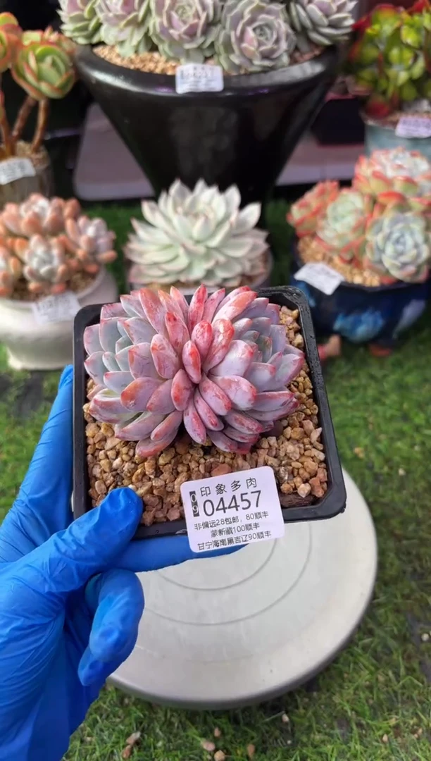 昆明印象多肉04457