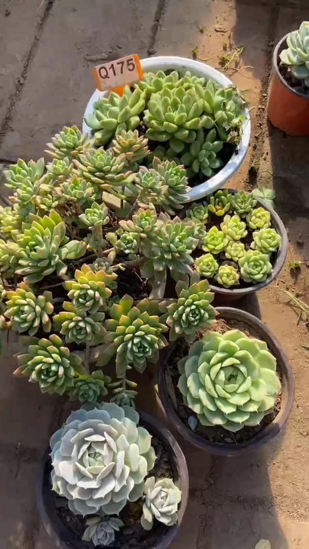Q175多肉组合默认脱土发货