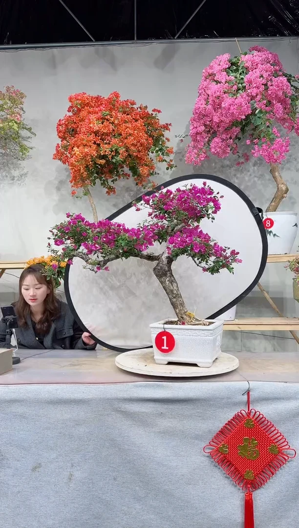 【闪购商品】盆景小叶紫