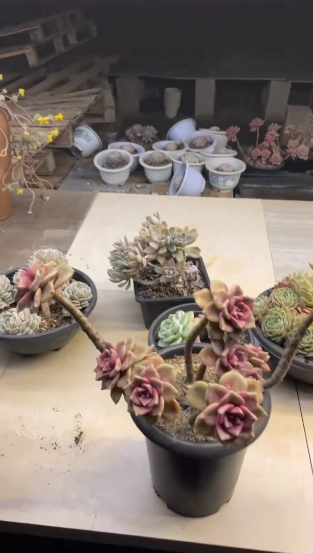 【闪购商品】184鹅肝