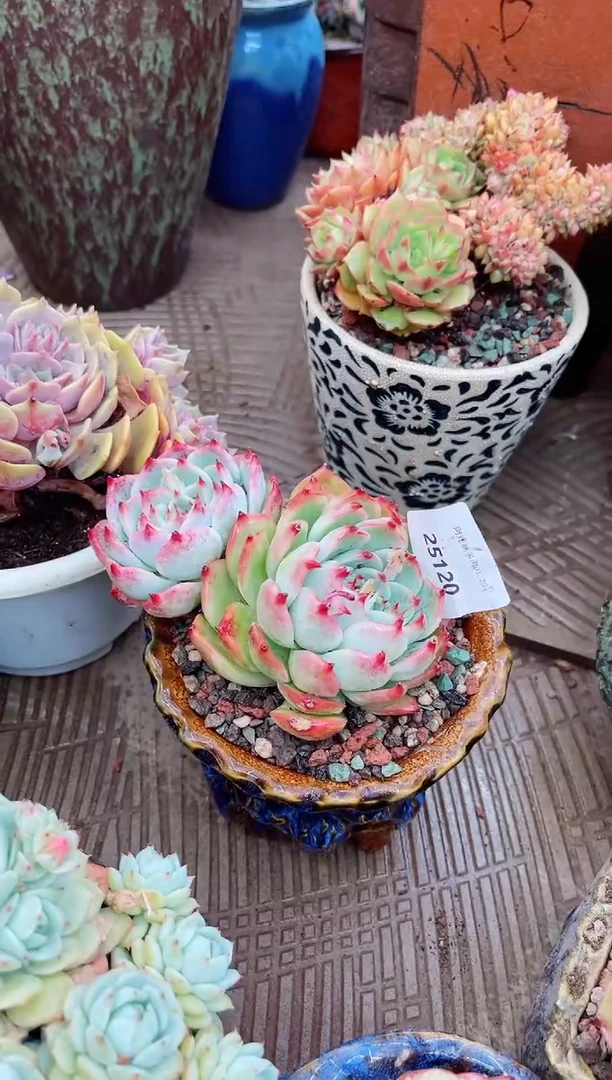 【闪购商品】25120