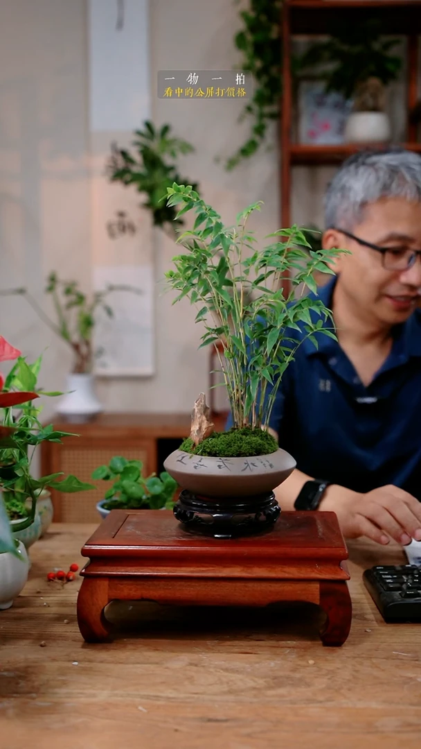 不开花植物石*米竹278
