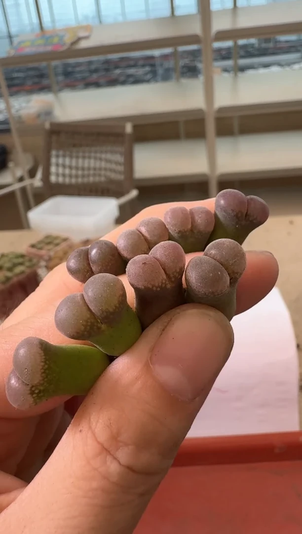 傻**蕊 6-151多肉植物肉锥