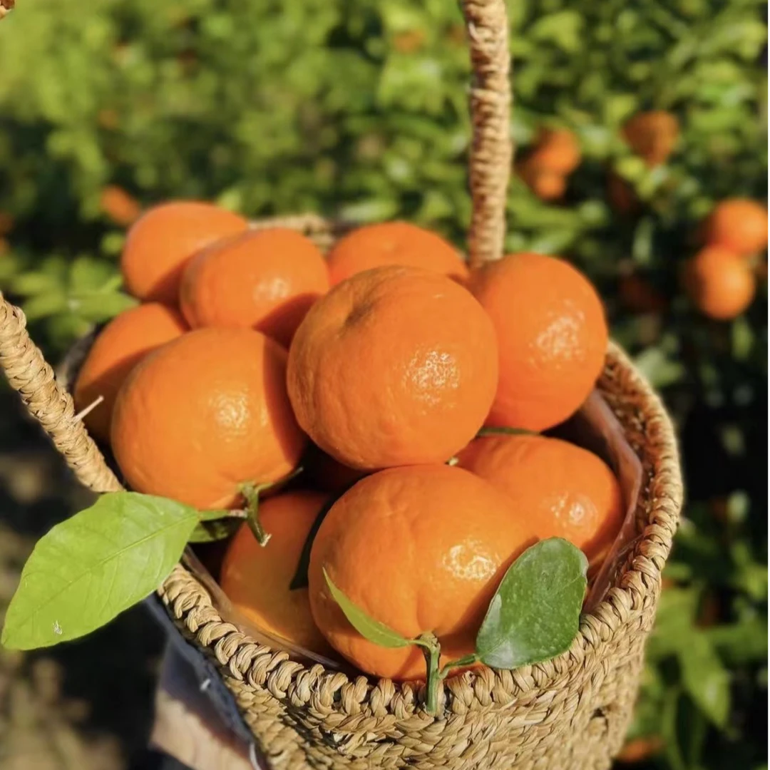 【主播专属】广西沃柑 新鲜应季水果 香甜多汁 老少皆宜