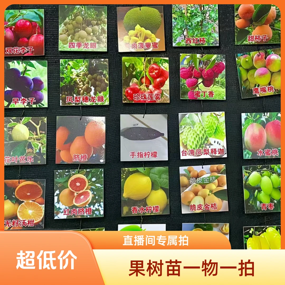 果树苗直播间一物一拍链接（仅限直播间）以听主播为准请勿乱拍