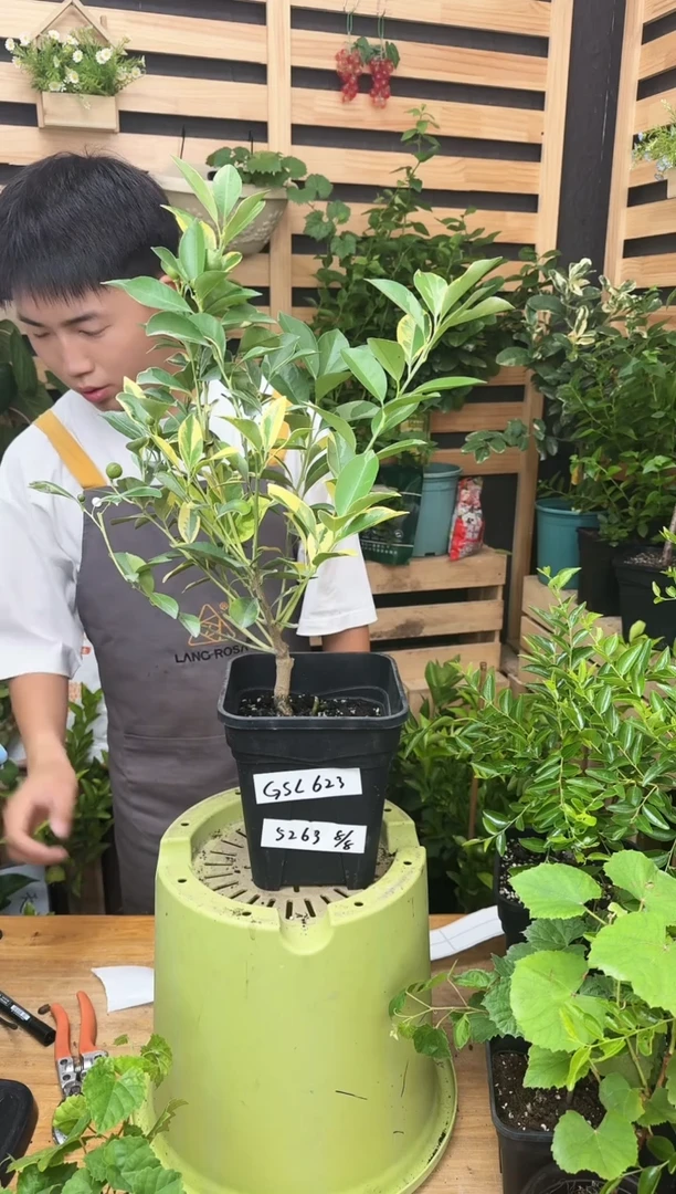 ?***亲花叶小青柠 一物一拍 GSL623