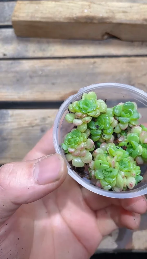 154珍珠麦秆     量拍