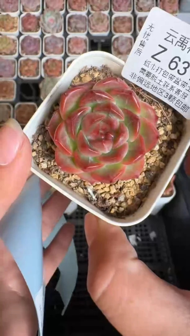 631Z 珍妮多肉(6.5cm杯）一物一拍 带盆土发