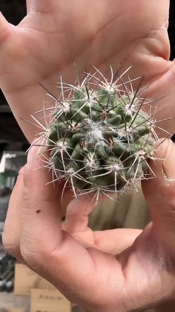 智力球属羊毛球88.88