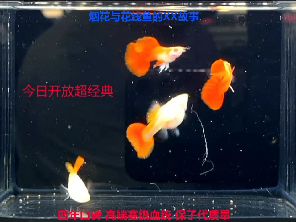 孔雀鱼褶扇白子幼鱼福利2对