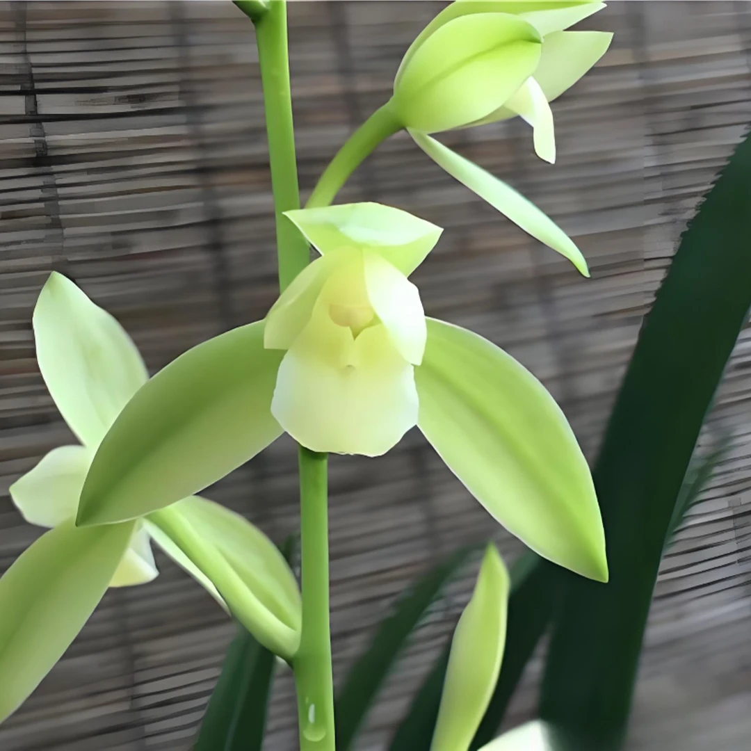 建兰【福州素荷】素心荷瓣 花期6-11月份 浓香型.