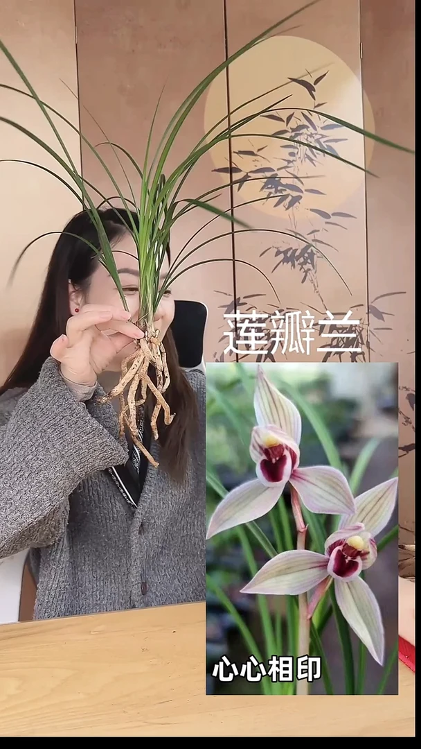 当前无花栽培后可以开花：心心相印