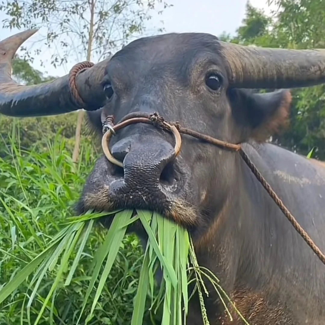 水牛的混ip大乱斗徽章挂件立牌【未成年人禁止下单】