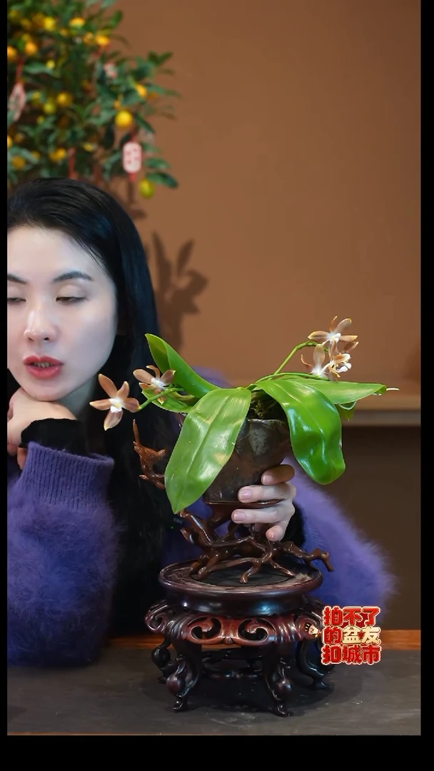 全部花朵咖啡盾盆景盆景