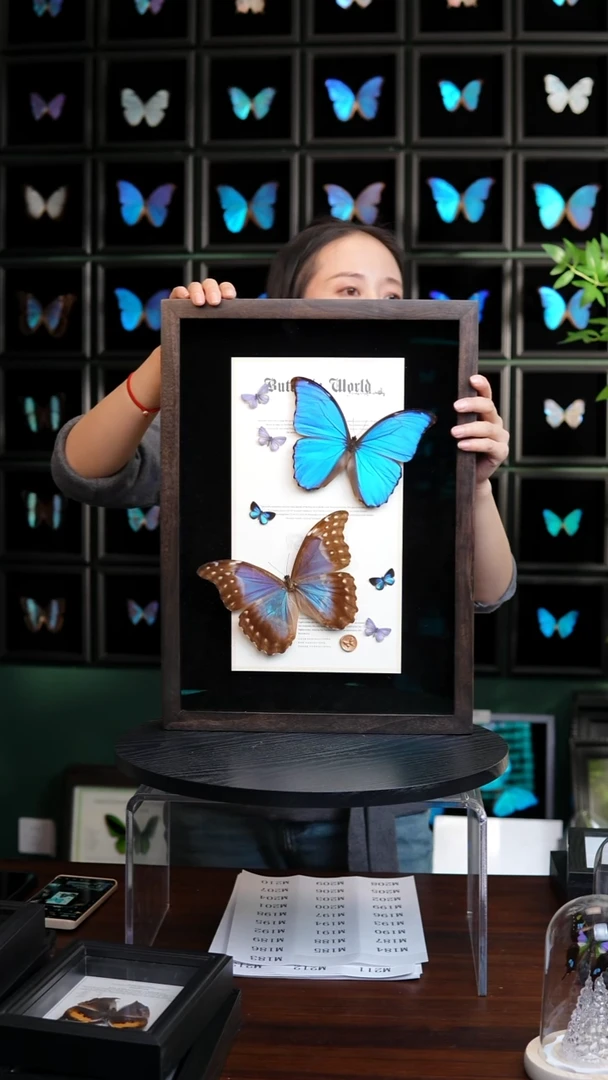 大蓝闪蝶雌雄组合香樟木框M183