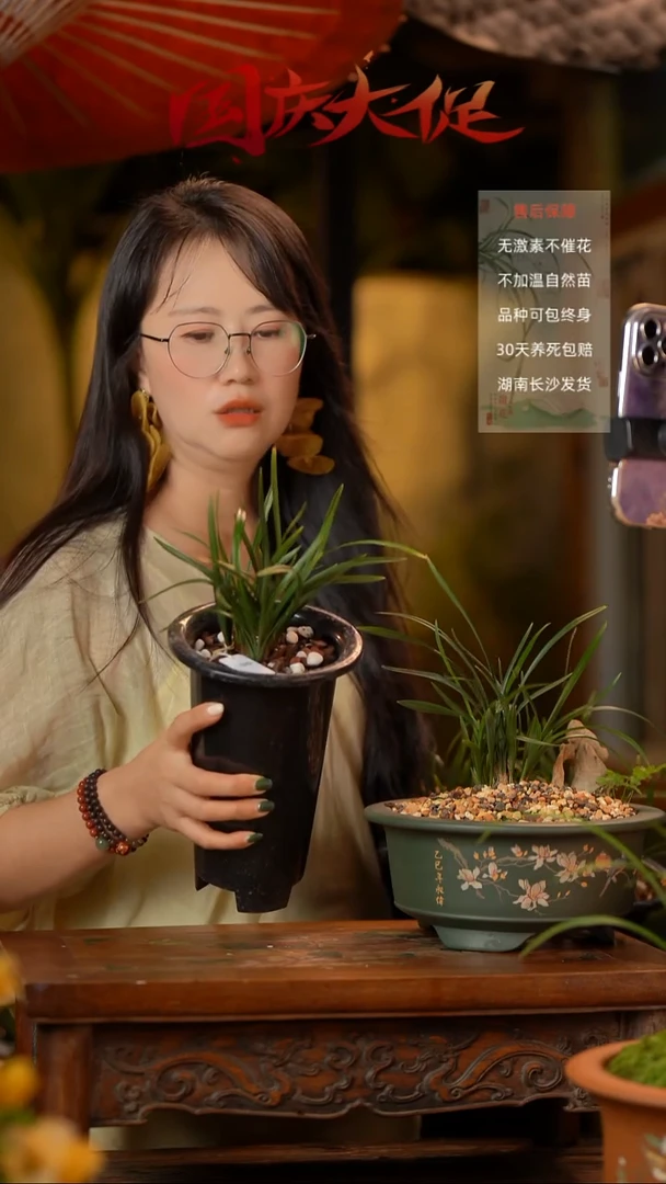 完全开放宋梅国庆福利4-5苗带盆发货