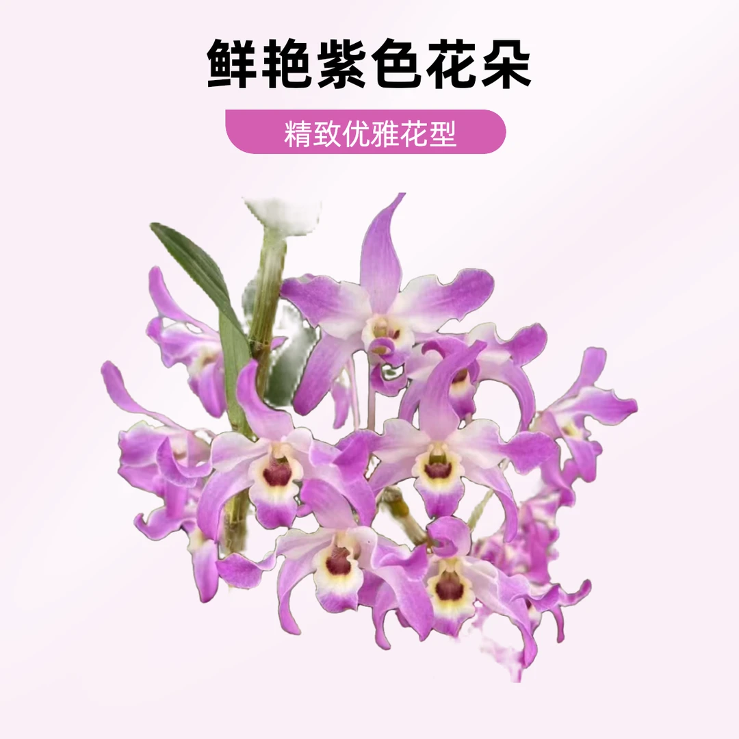 梵樱石斛 粉色花  花香   爆花 适合窗台室内外  可盆栽木桩养植