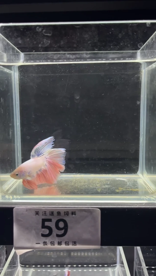 斗鱼直播竞拍链接59