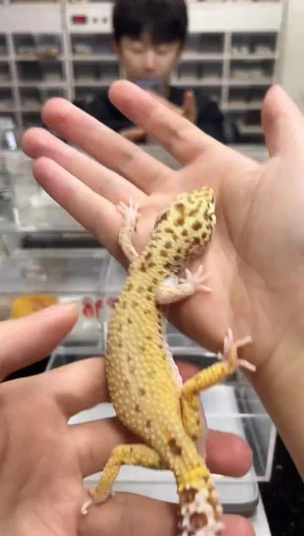 豹纹守宫34豹纹守宫