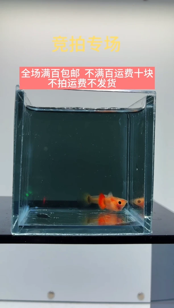 孔雀鱼皇家落日玻璃猫一对-4