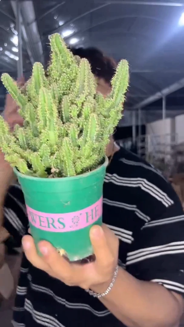 大号 万重山 群生【带根】