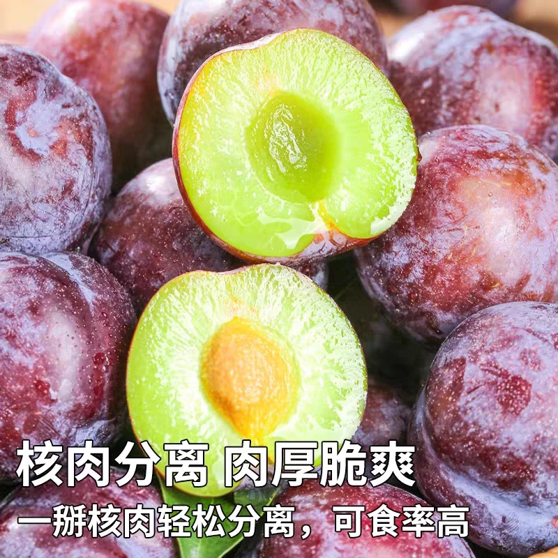 5斤装四川五月脆凤凰李新鲜现摘现发脆甜多汁脱骨水果