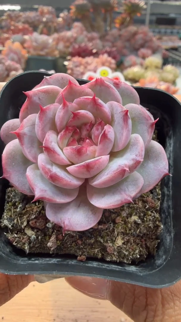 东云多肉园二店-74