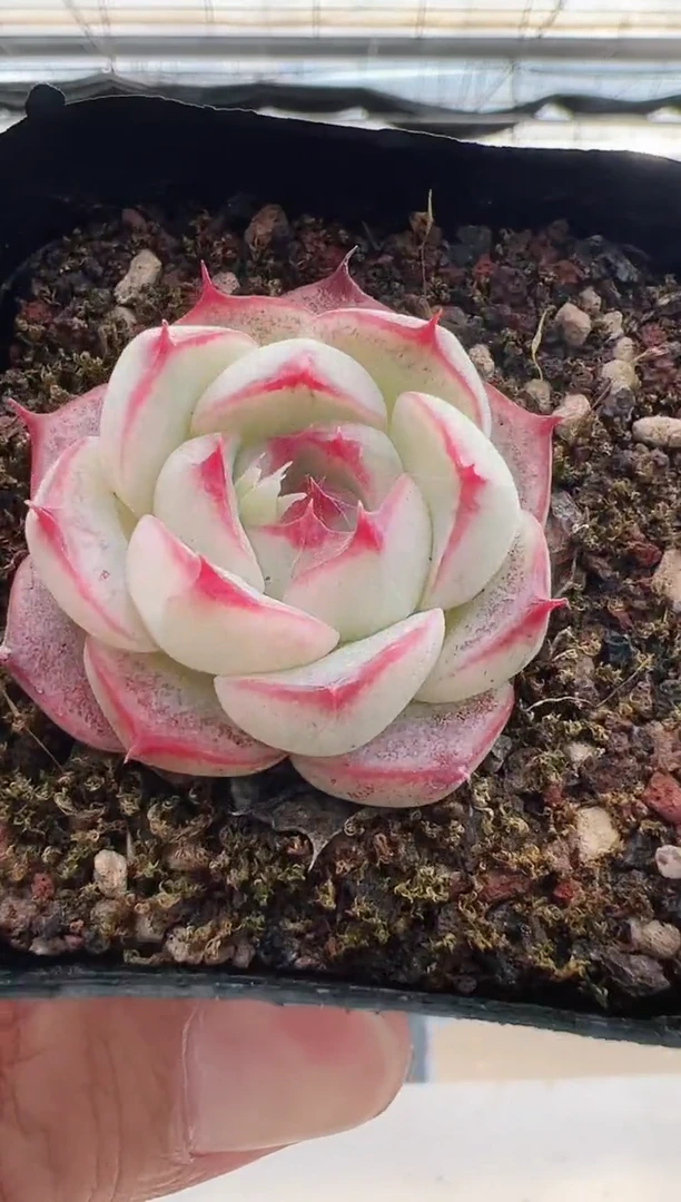 【闪购商品】新款多肉-64