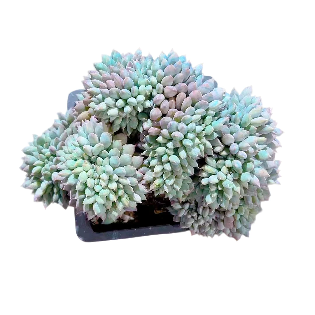 【冰淇淋缀化】【满9.9包邮】星花怒放阳台露台办公多肉植物栽种