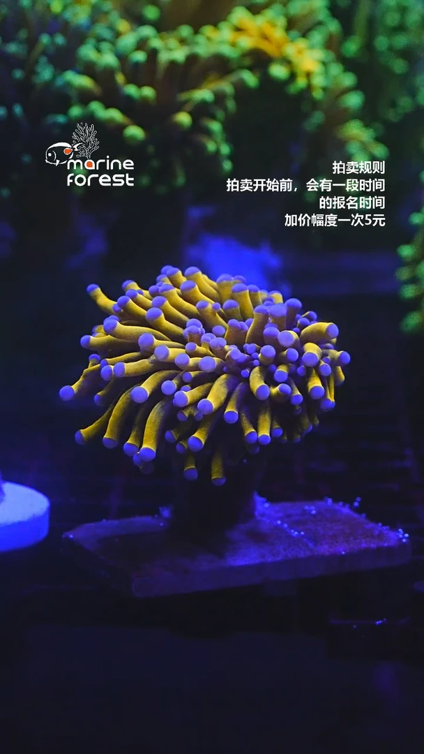 湖人队24K  鱼友专拍