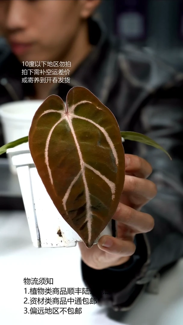 完全开放有氧卡拉02