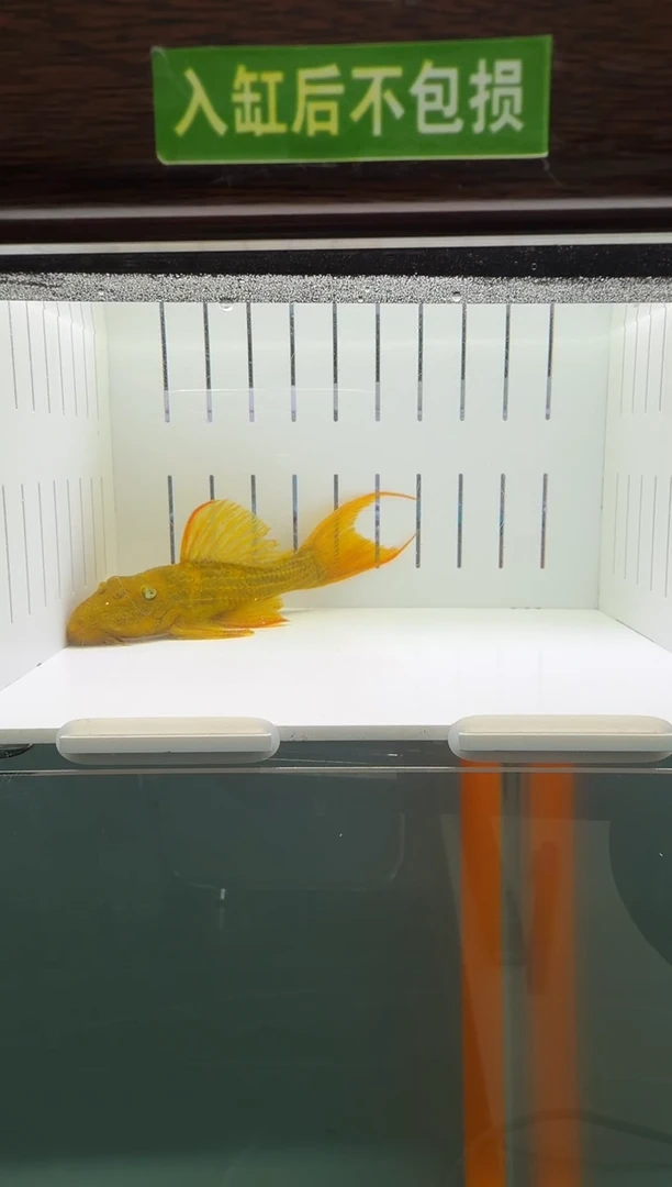 清道夫鱼013号24入缸不包损录制完整开箱视频10.5厘米