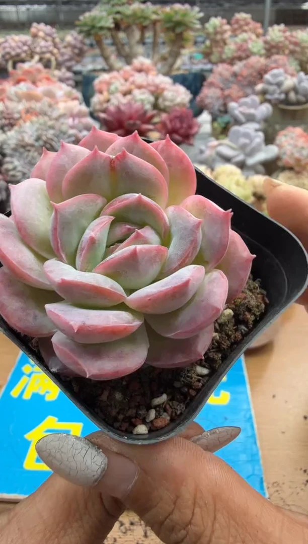 东云多肉园二店-369