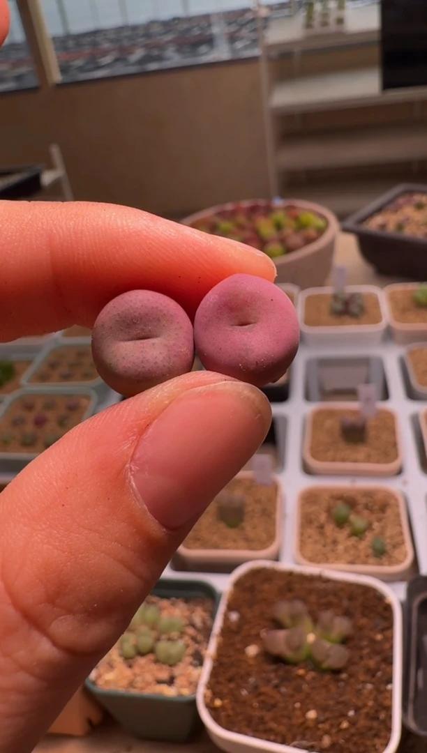 美丽的肉石头-532