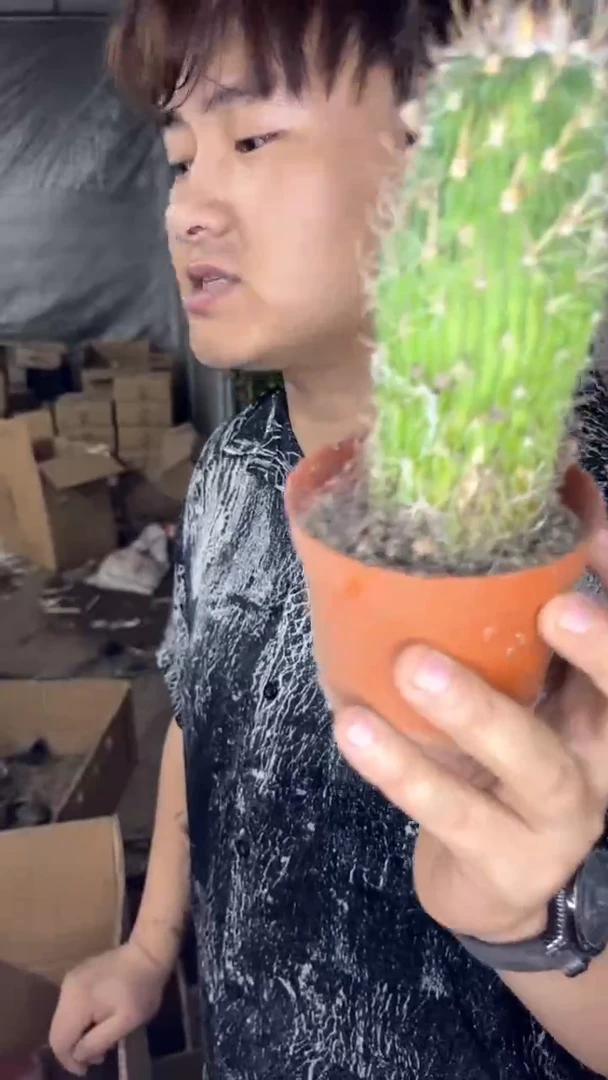 3颗 实生根 振武玉